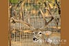 928 acres Medina whitetail buck image 10