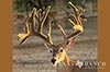 928 acres Medina whitetail buck image 11