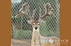928 acres Medina whitetail buck image 12