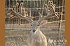 928 acres Medina whitetail buck image 1