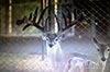 928 acres Medina whitetail buck image 4