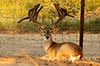 928 acres Medina whitetail buck image 5